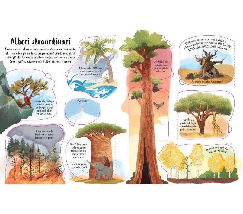 SOLLEVO E SCOPRIO - GLI ALBERI